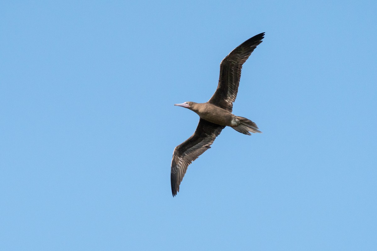 Red-footed Booby - ML638248677