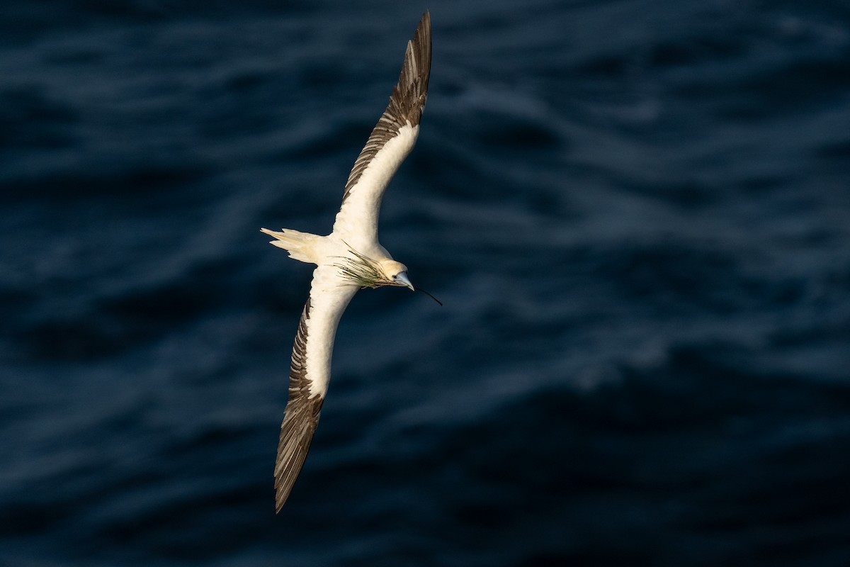 Red-footed Booby - ML638248680