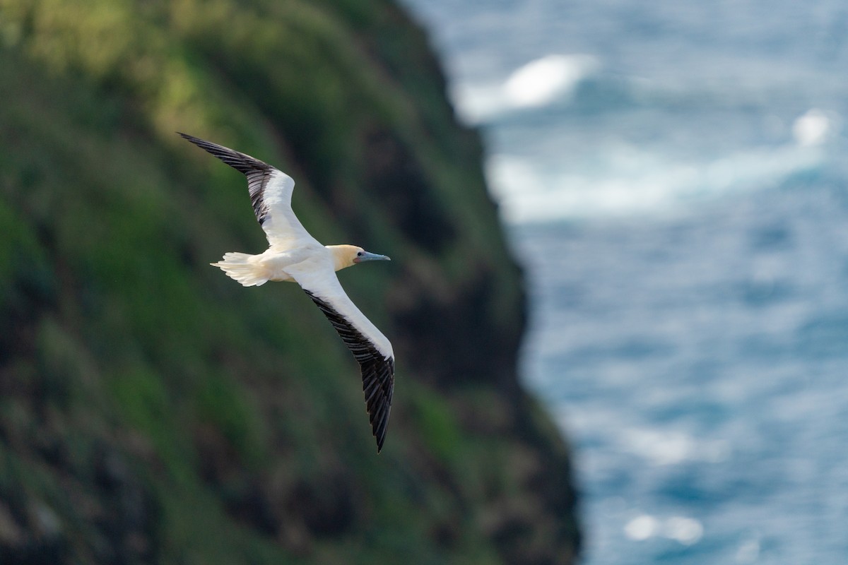 Red-footed Booby - ML638248682