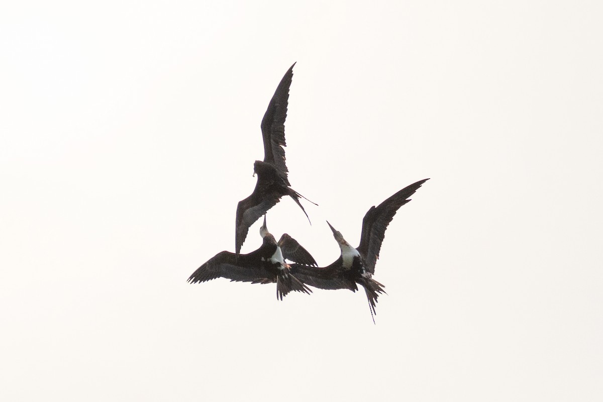 Bindenfregattvogel - ML638248685