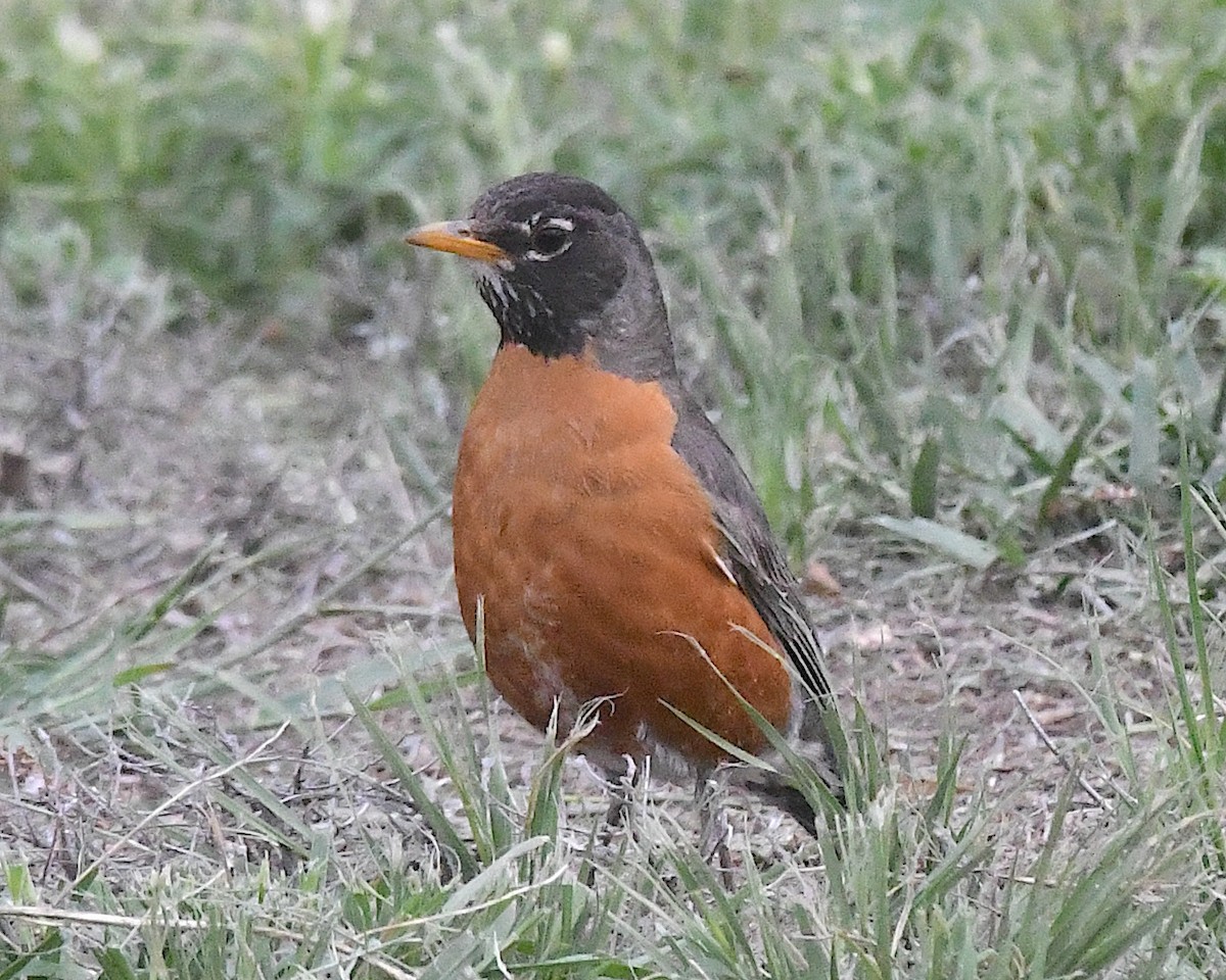 Merle d'Amérique - ML638248692