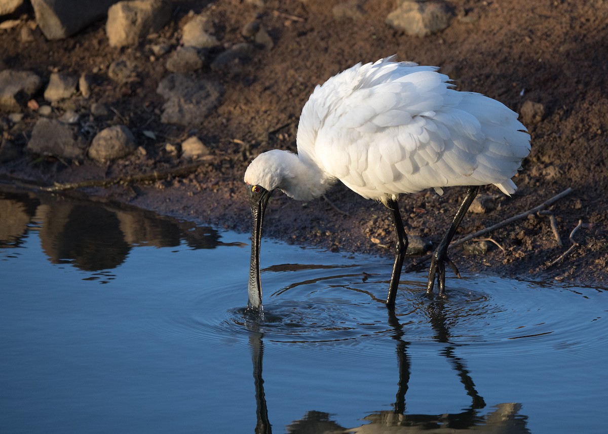 Royal Spoonbill - ML638248698