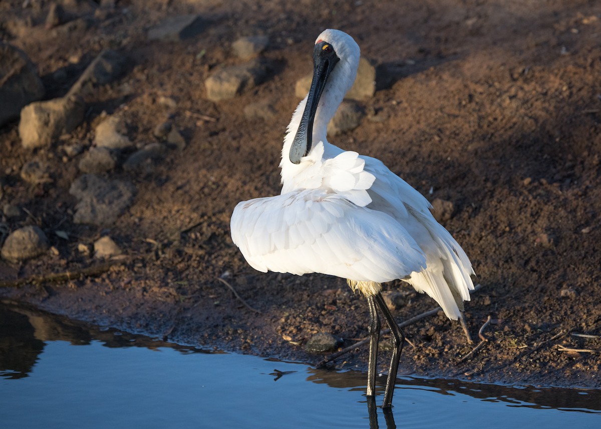 Royal Spoonbill - ML638248699
