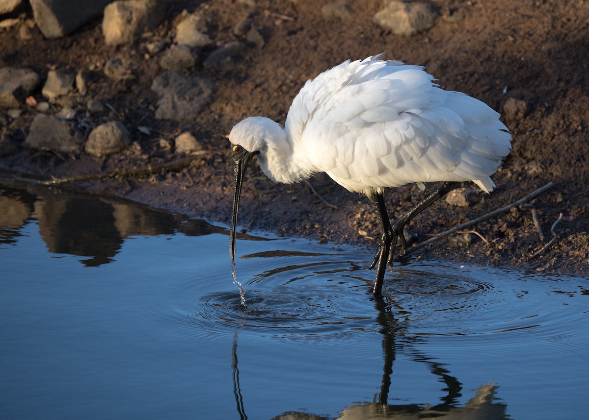Royal Spoonbill - ML638248700