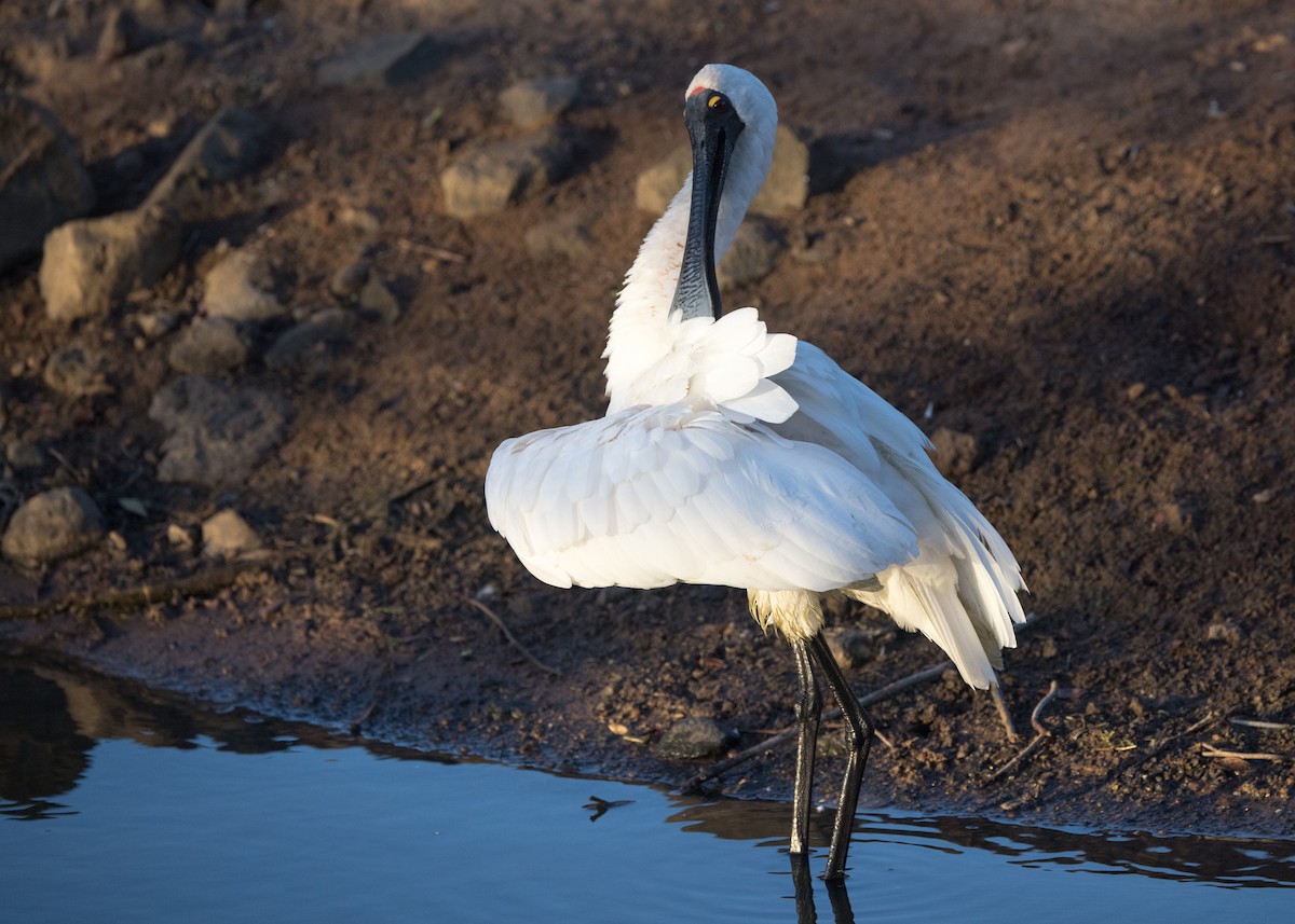 Royal Spoonbill - ML638248701