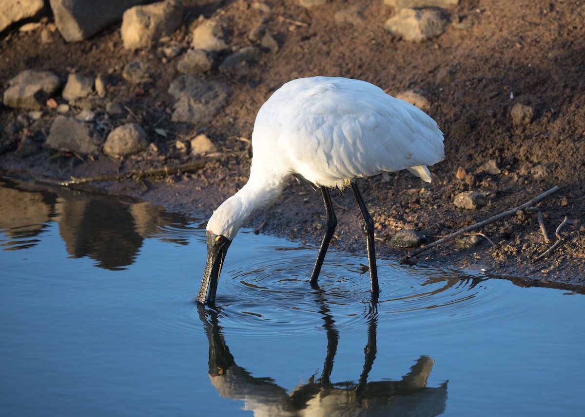 Royal Spoonbill - ML638248702