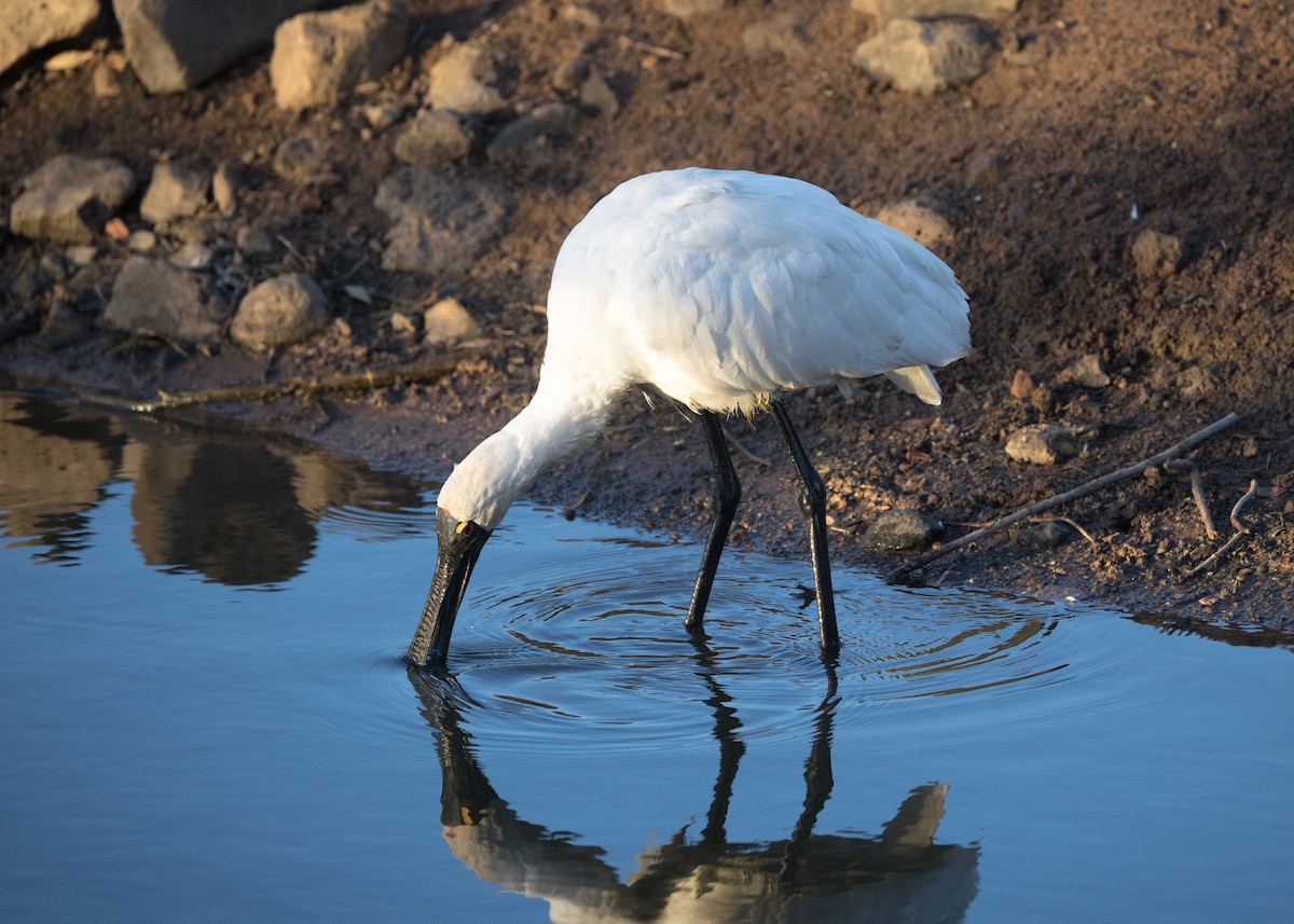 Royal Spoonbill - ML638248703