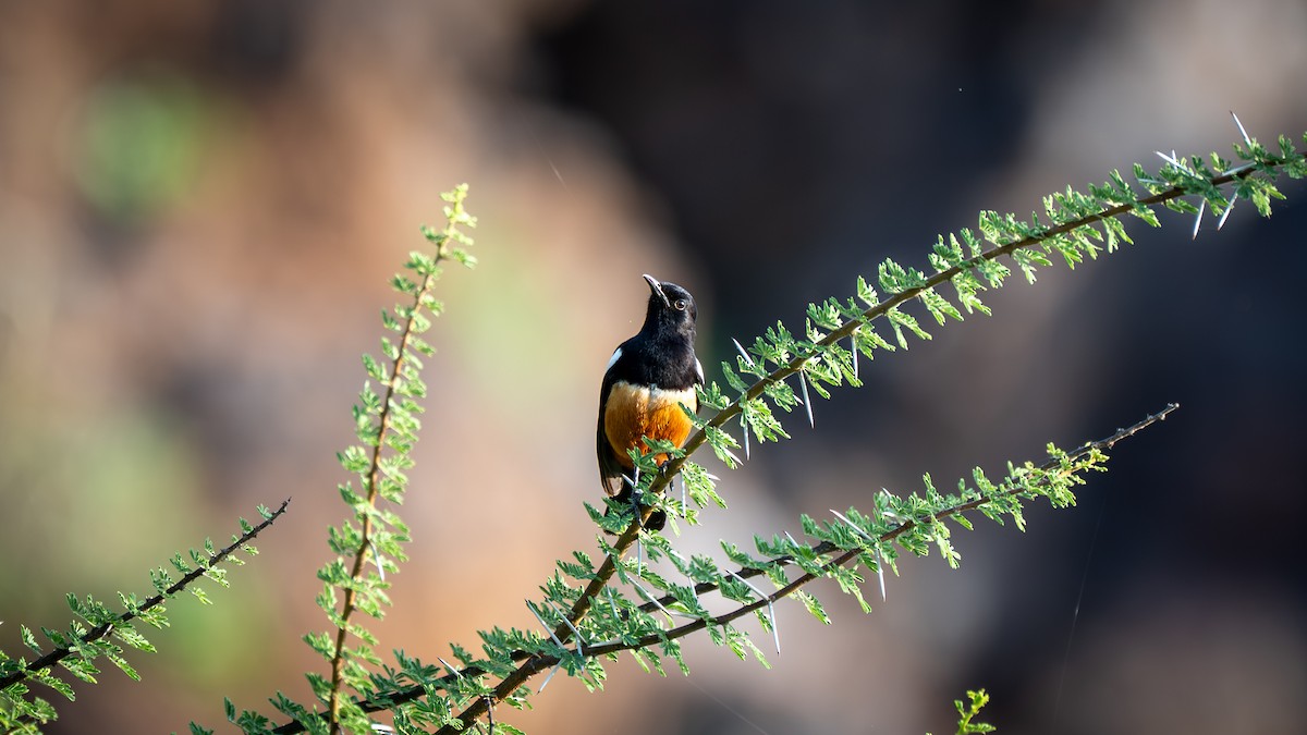 Mocking Cliff-Chat - ML638248713