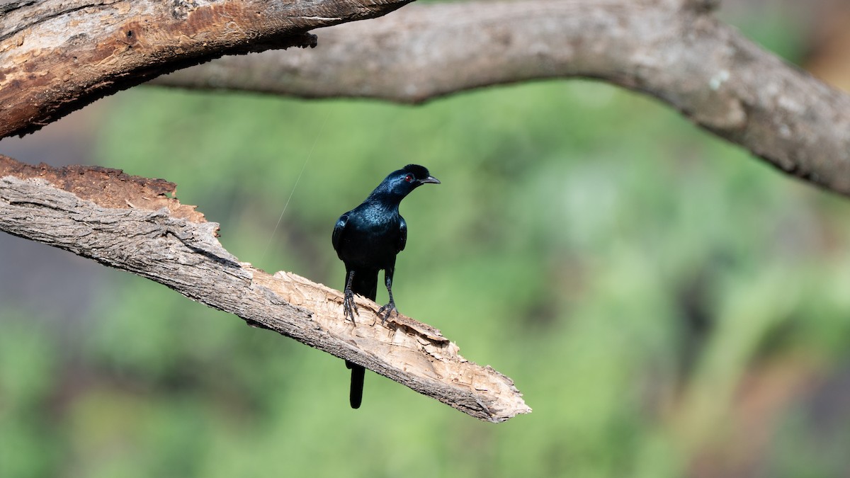 Bristle-crowned Starling - ML638248723