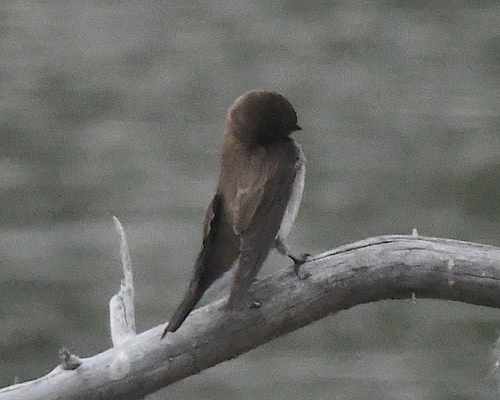 Hirondelle à ailes hérissées - ML638248727