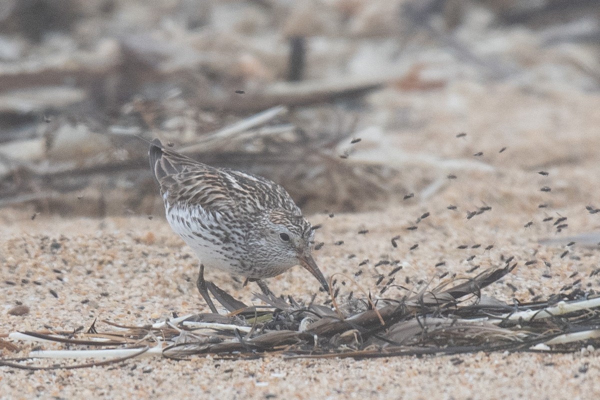 White-rumped Sandpiper - ML638248730