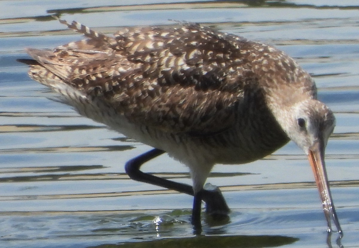 Marbled Godwit - ML638248741