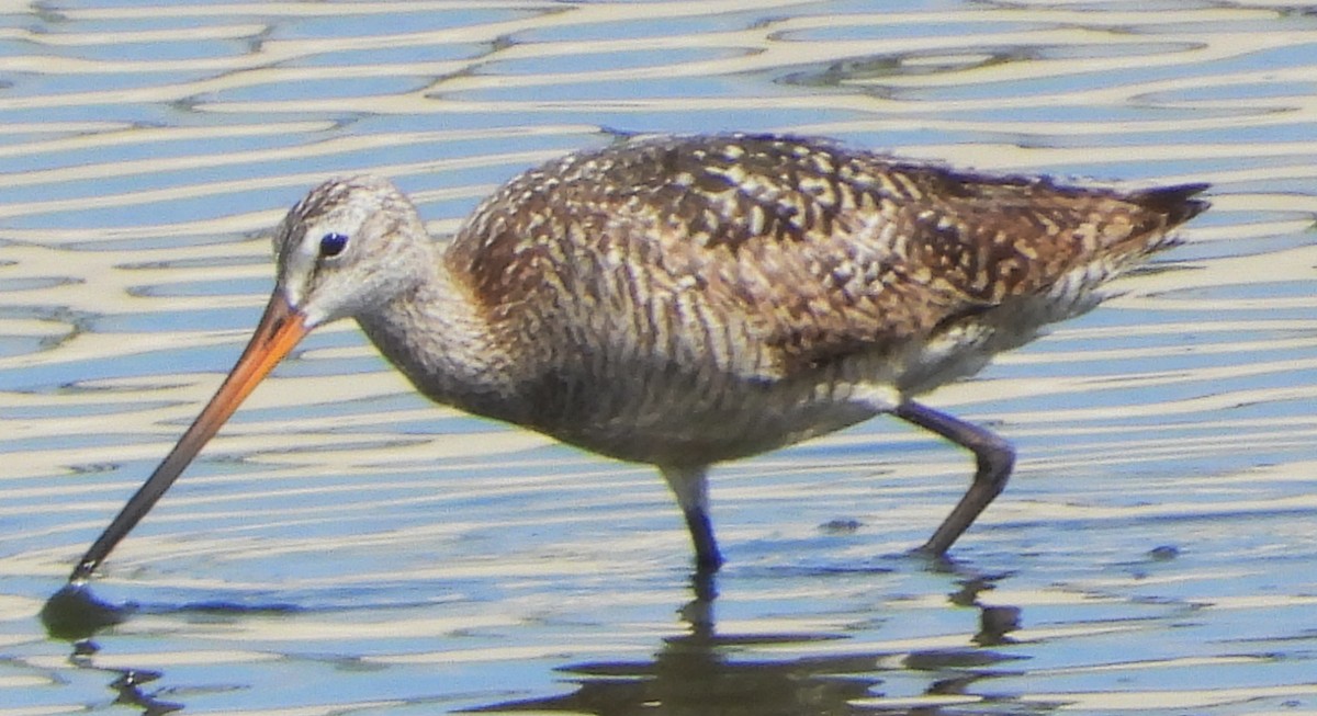 Marbled Godwit - ML638248742