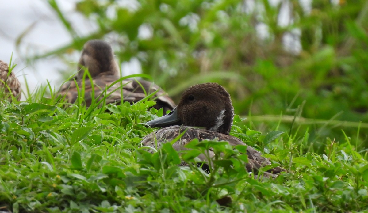 Northern Pintail - ML638248816