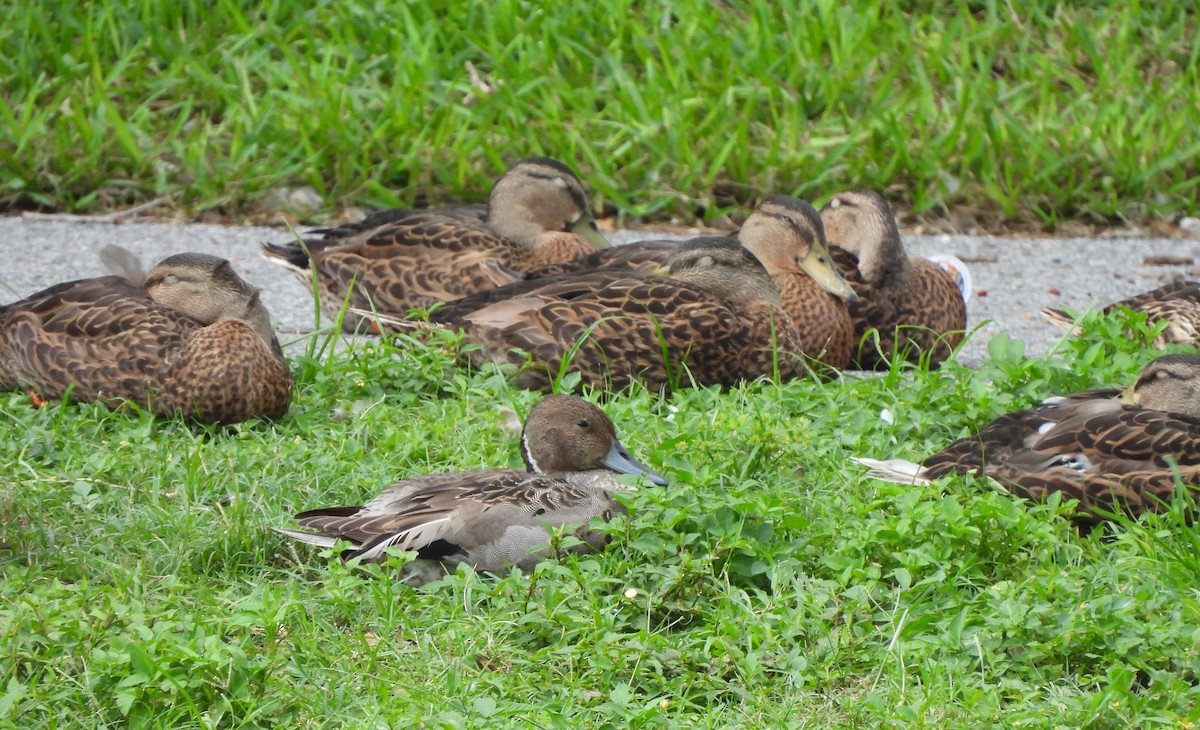 Northern Pintail - ML638248817