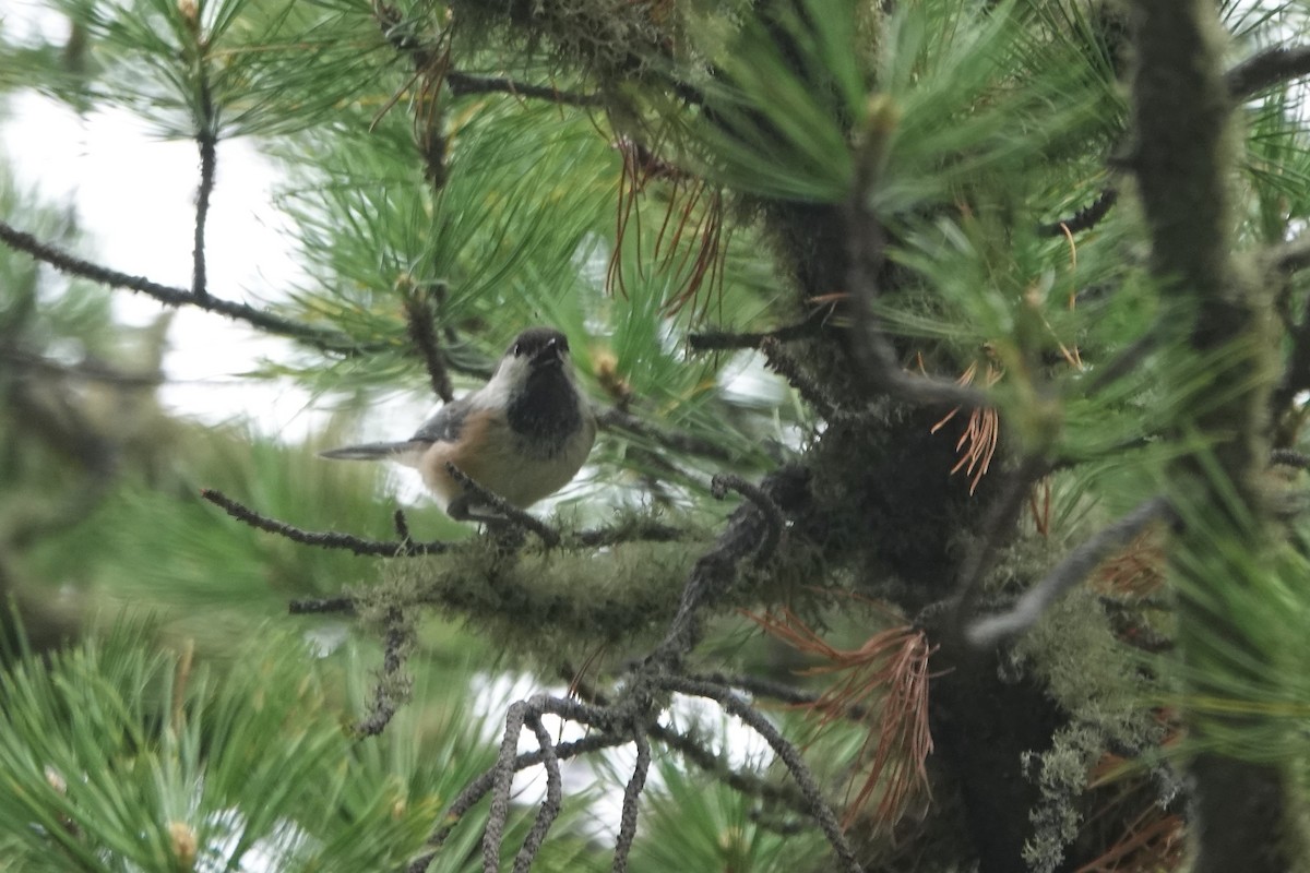 Gray-headed Chickadee - ML638248843
