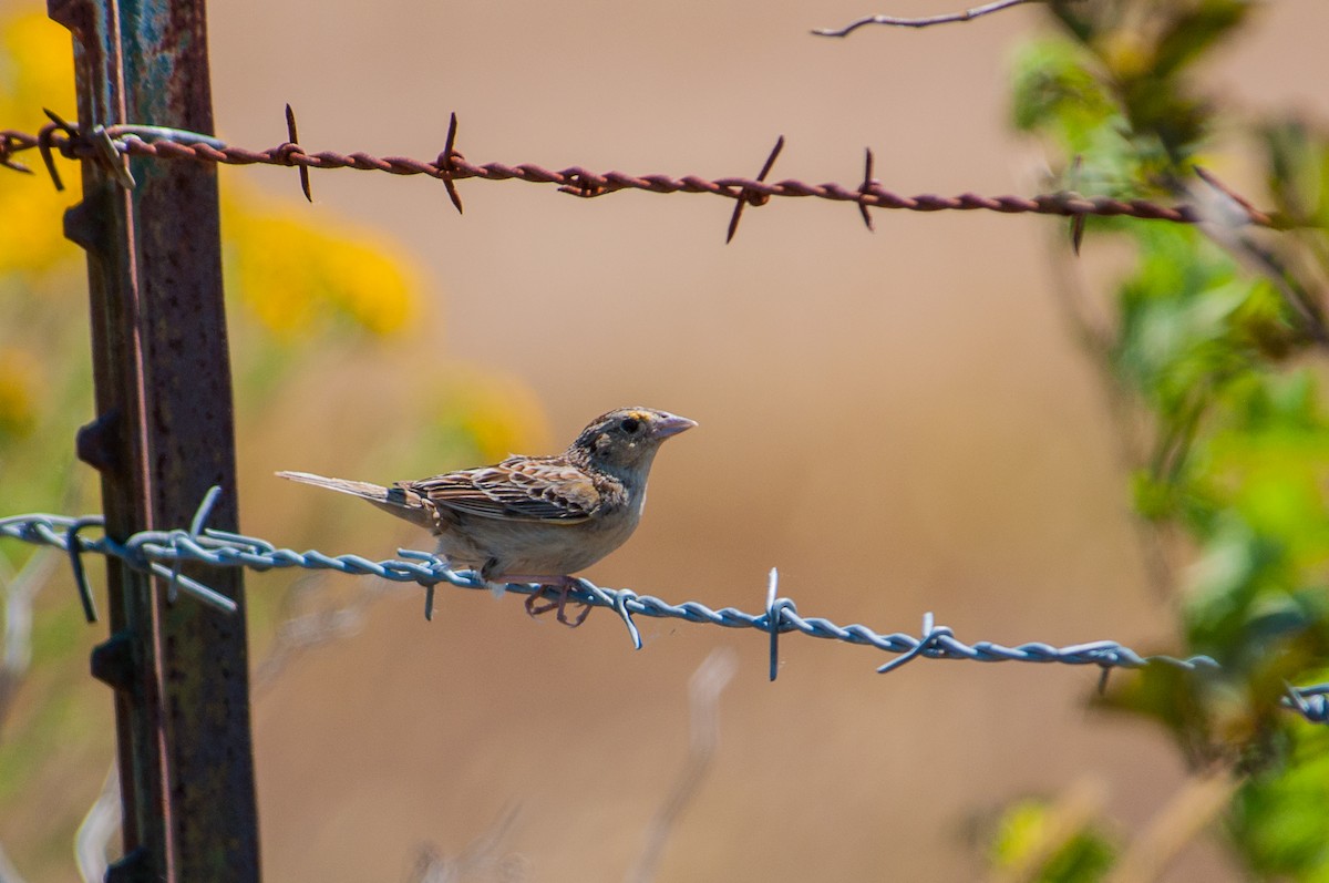 Grasshopper Sparrow - ML638248845