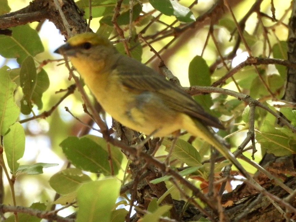 Hepatic Tanager - ML638248852