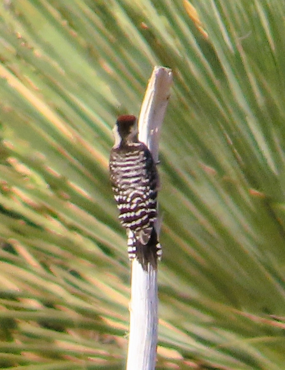 Ladder-backed Woodpecker - ML638248857