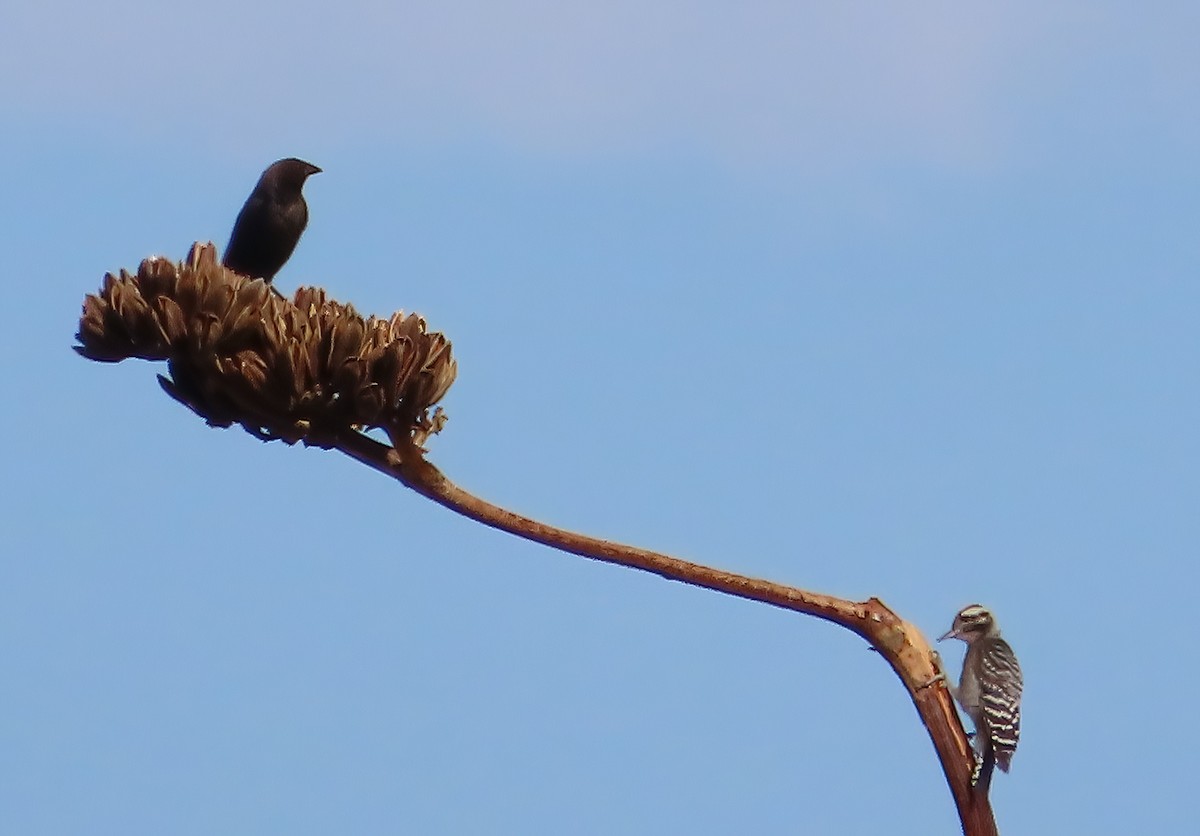 Ladder-backed Woodpecker - ML638248858