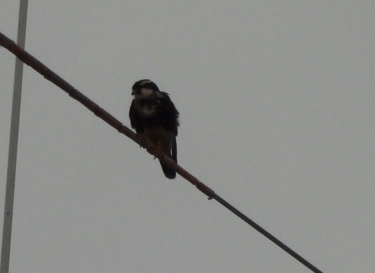 Aplomado Falcon - ML638248868