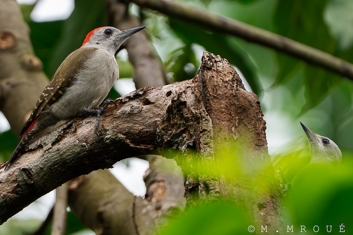 African Gray Woodpecker - ML638248880