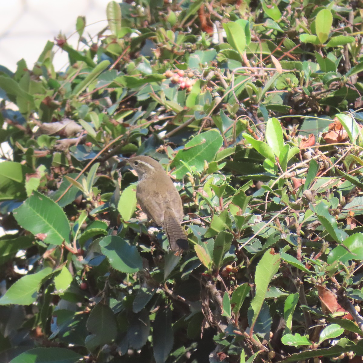 Bewick's Wren - ML638248884