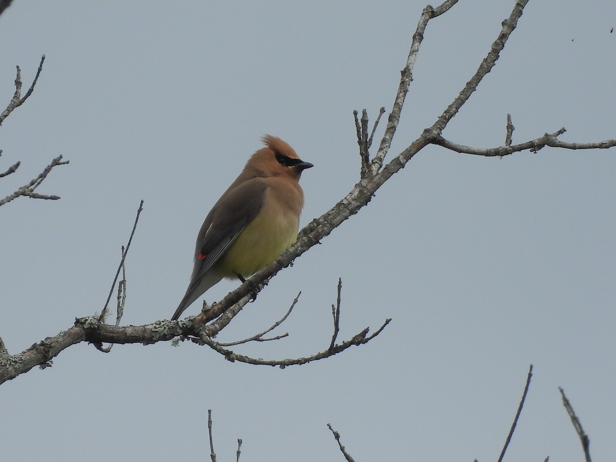Cedar Waxwing - ML638248896