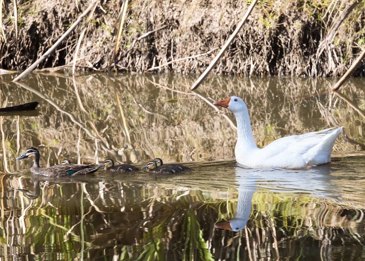 Domestic goose sp. (Domestic type) - ML638248904