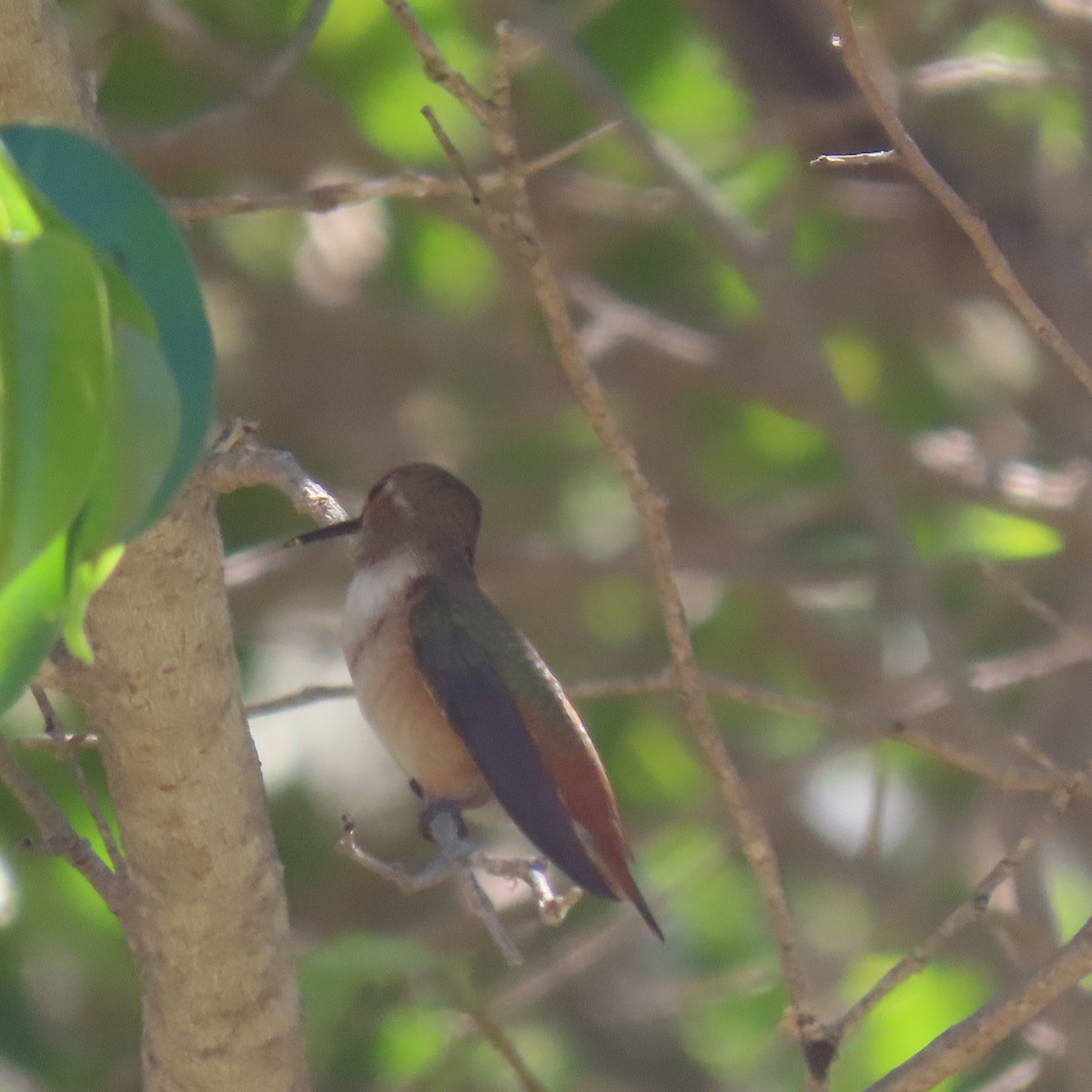 Allen's Hummingbird - ML638248907