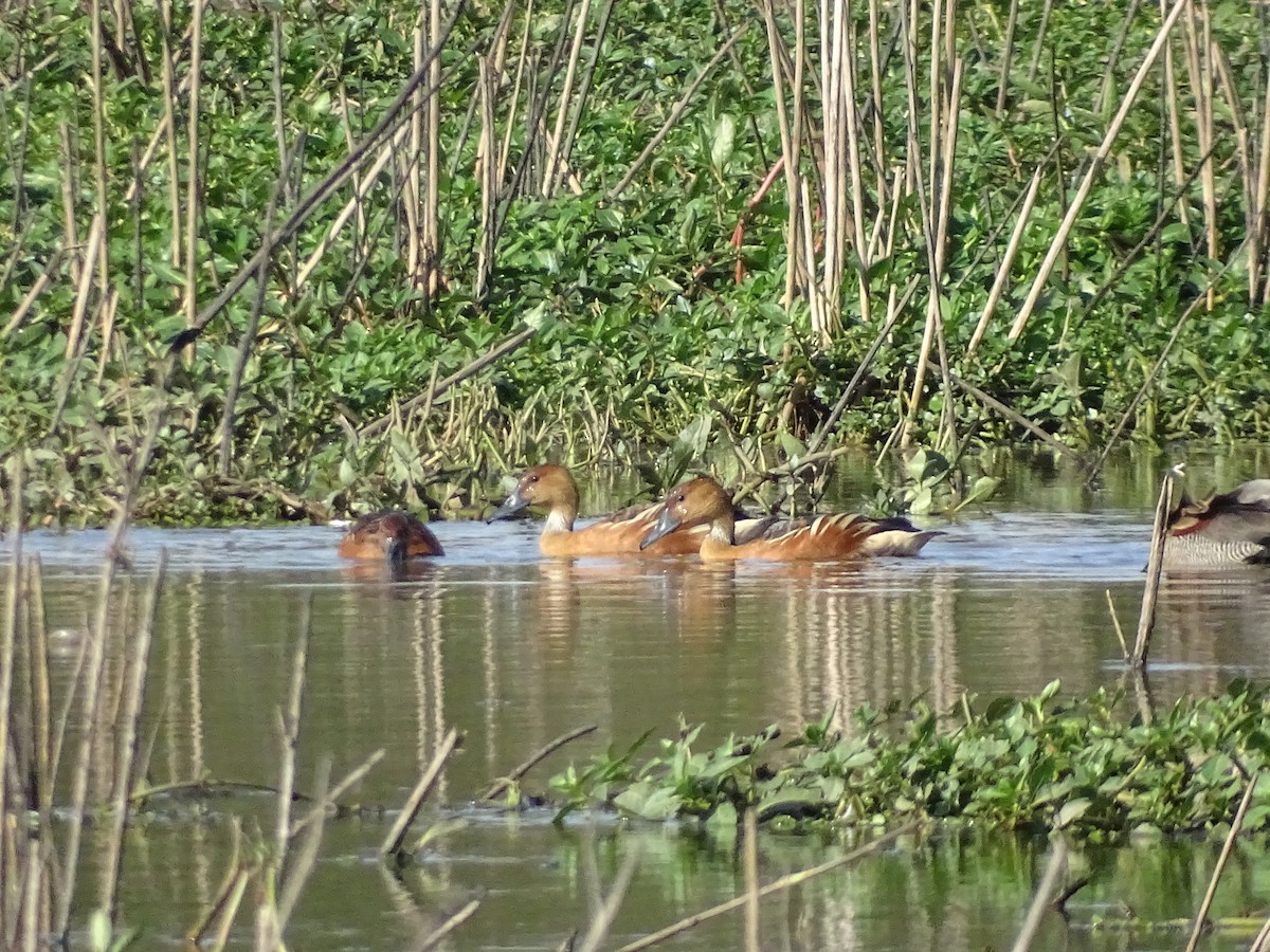 Fulvous Whistling-Duck - ML638248909