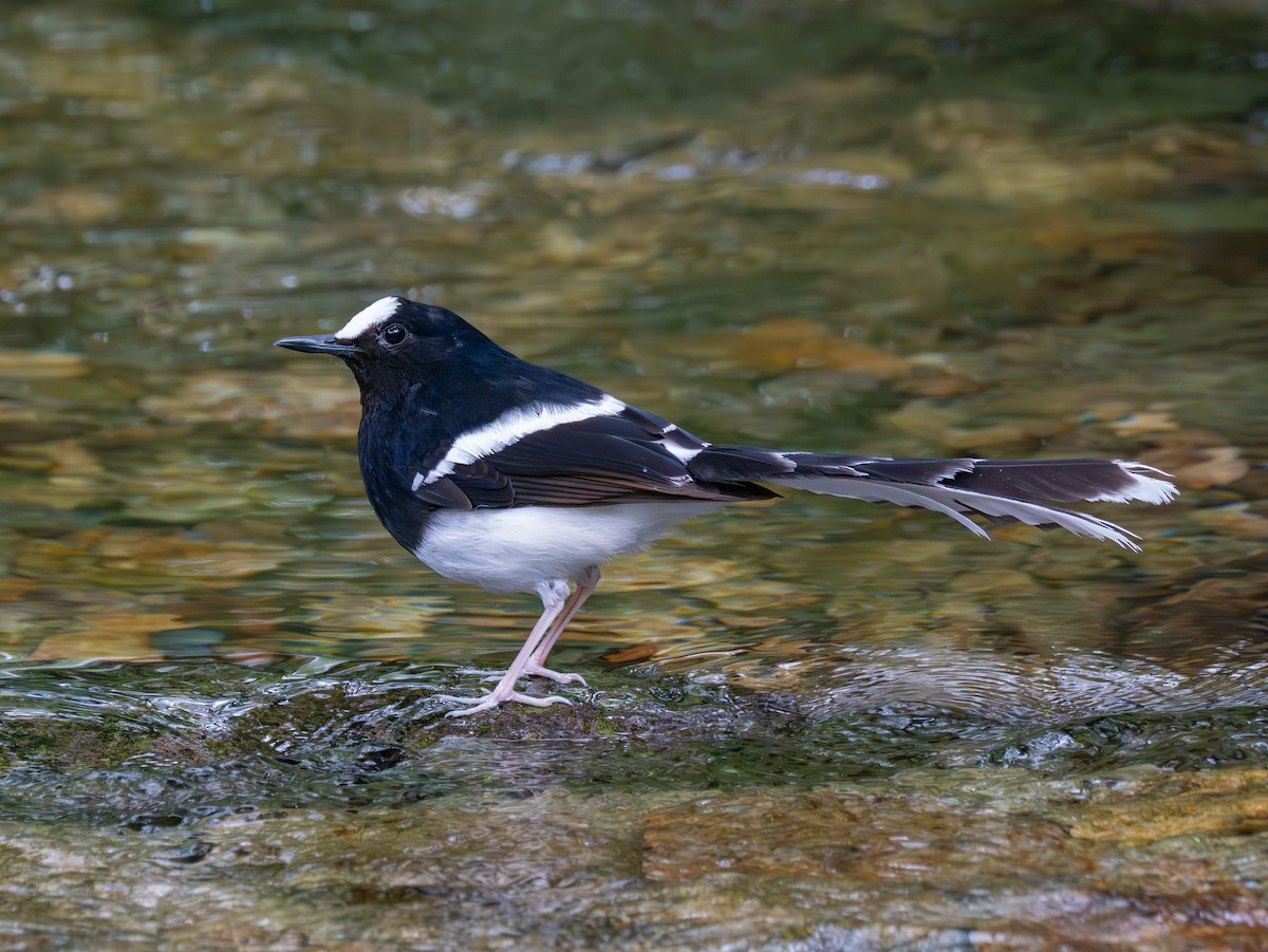 White-crowned Forktail (Northern) - ML638248912
