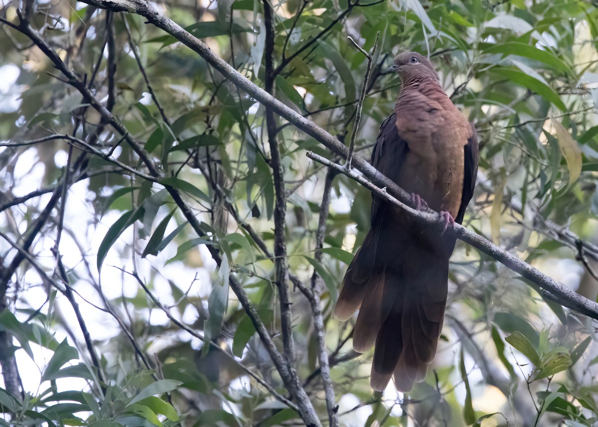 Brown Cuckoo-Dove - ML638248915