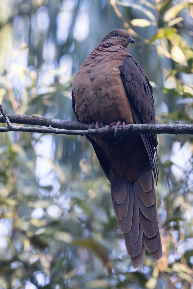 Brown Cuckoo-Dove - ML638248917
