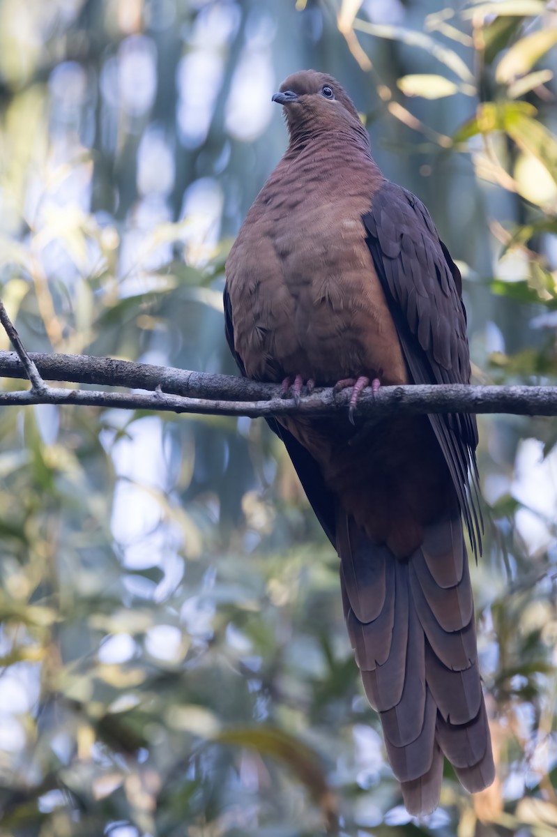 Brown Cuckoo-Dove - ML638248918
