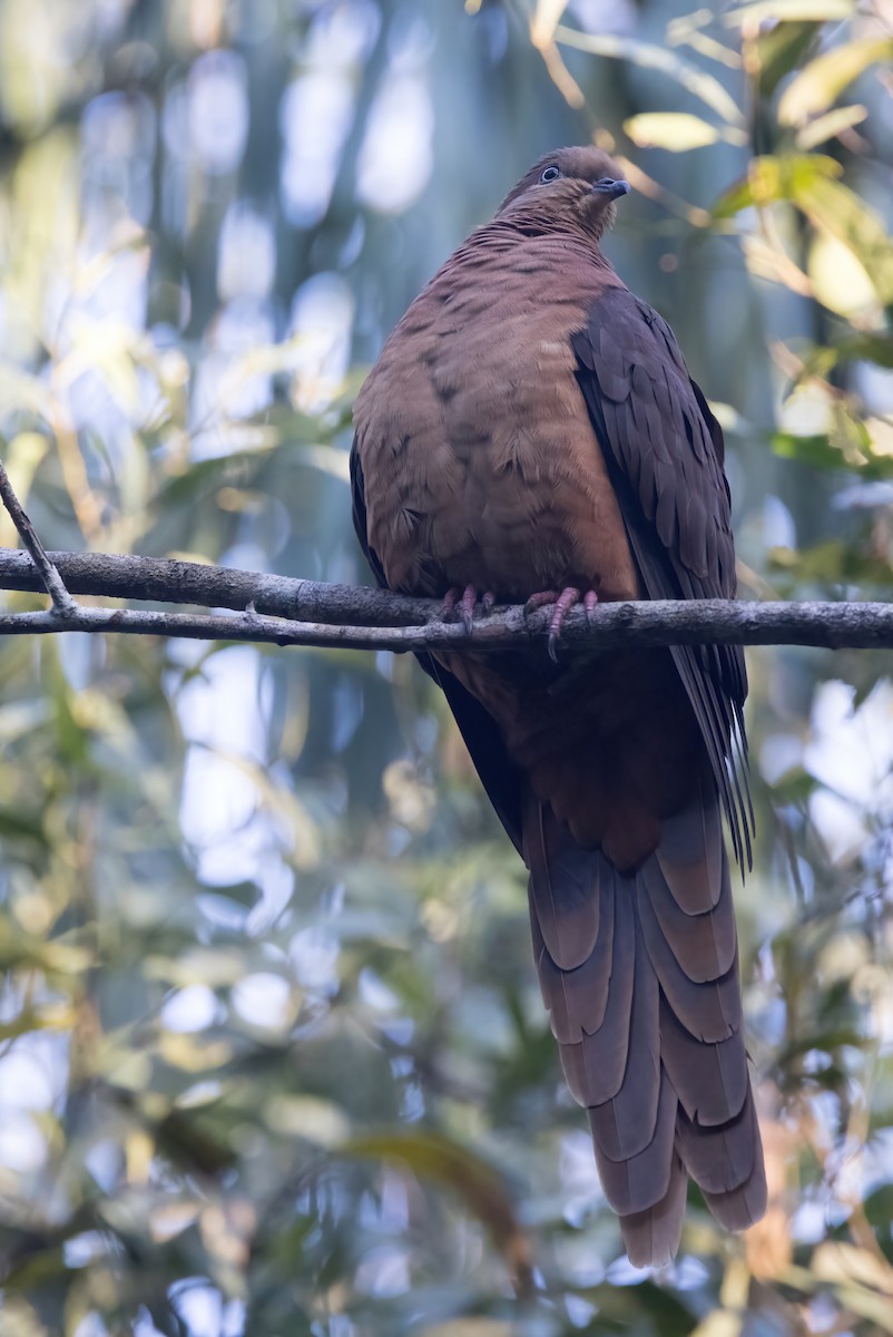 Brown Cuckoo-Dove - ML638248919