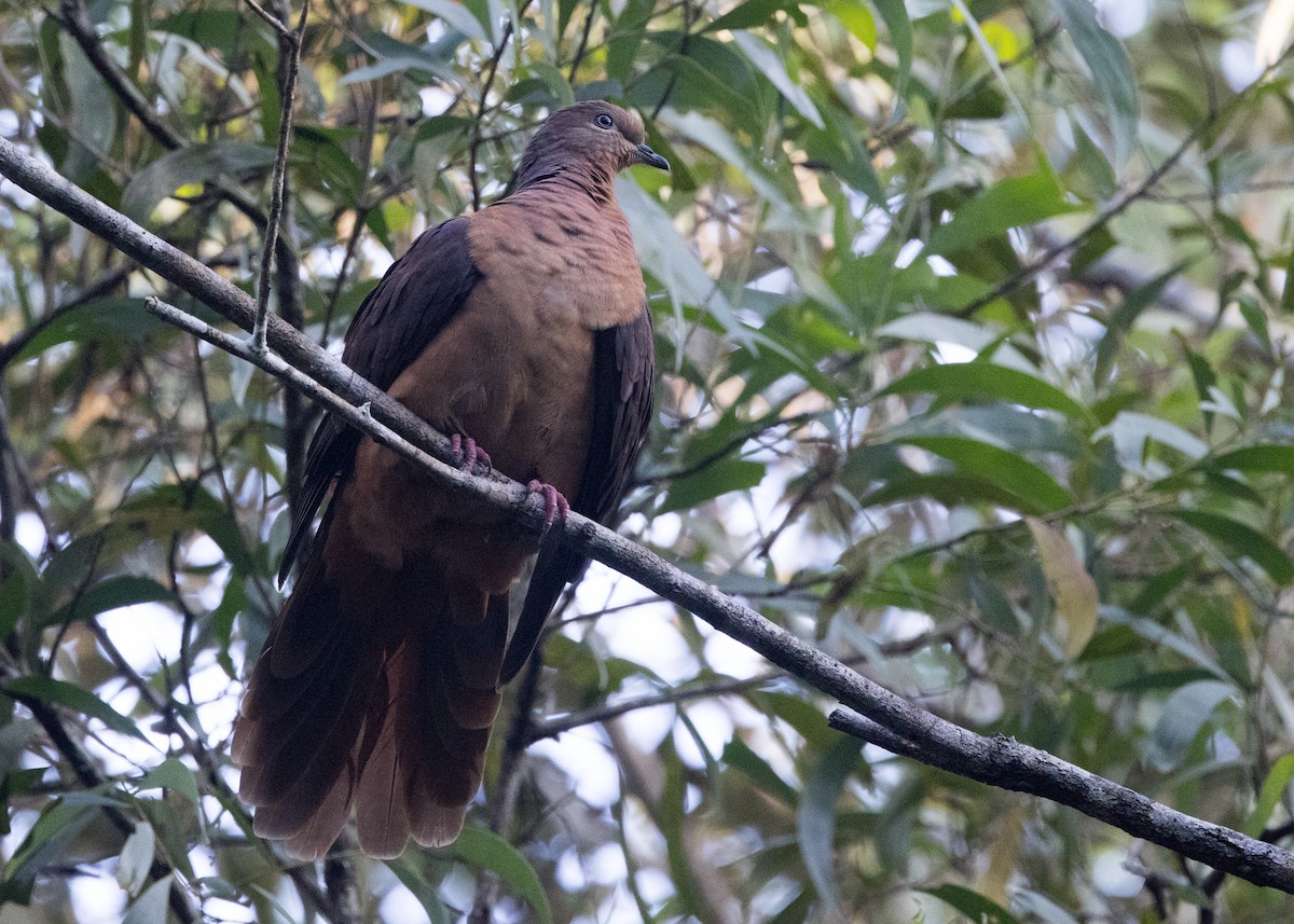 Brown Cuckoo-Dove - ML638248920