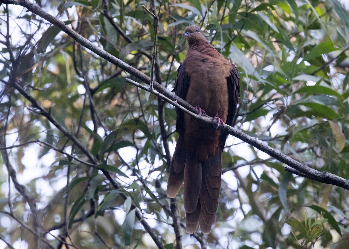 Brown Cuckoo-Dove - ML638248921