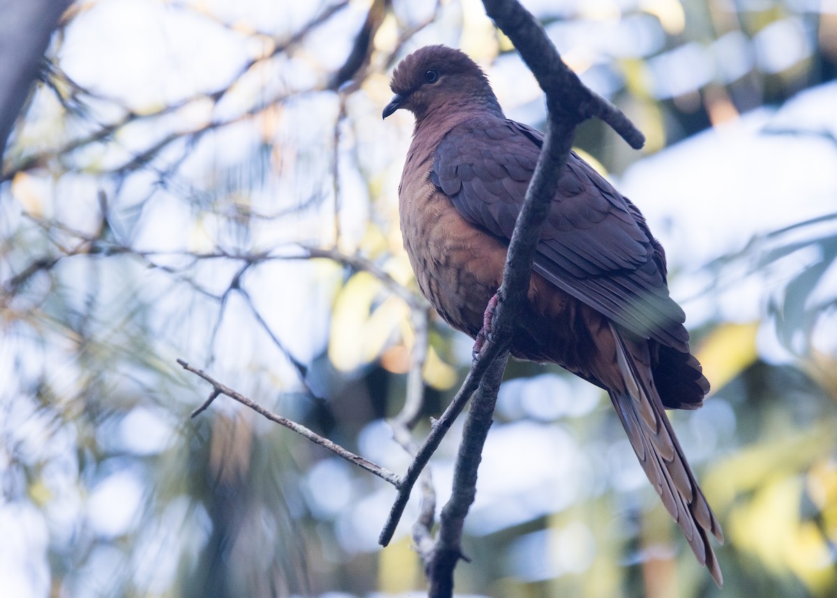 Brown Cuckoo-Dove - ML638248922