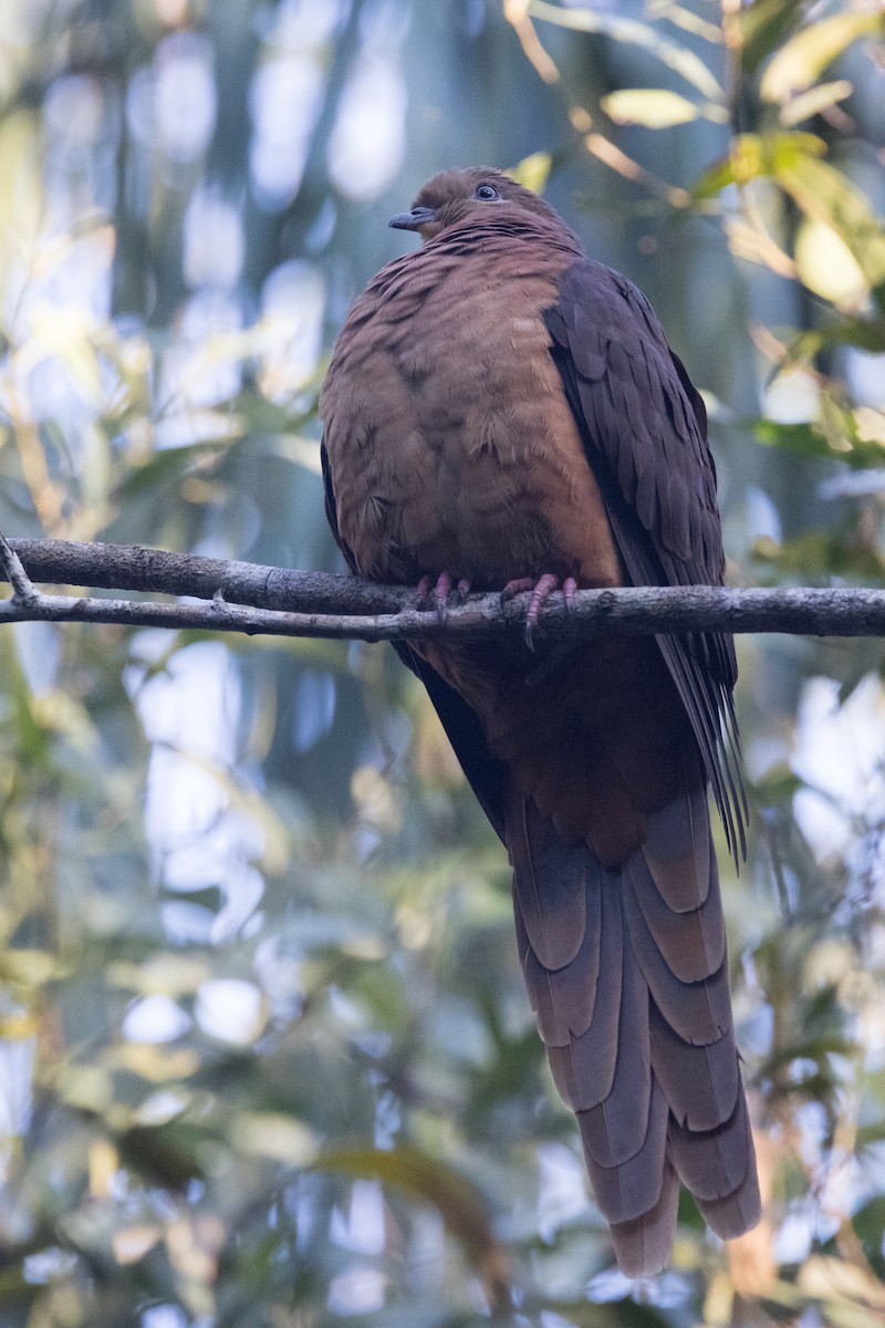 Brown Cuckoo-Dove - ML638248923
