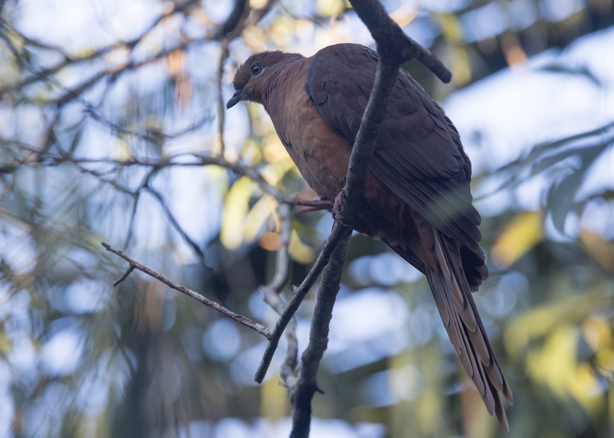 Brown Cuckoo-Dove - ML638248924