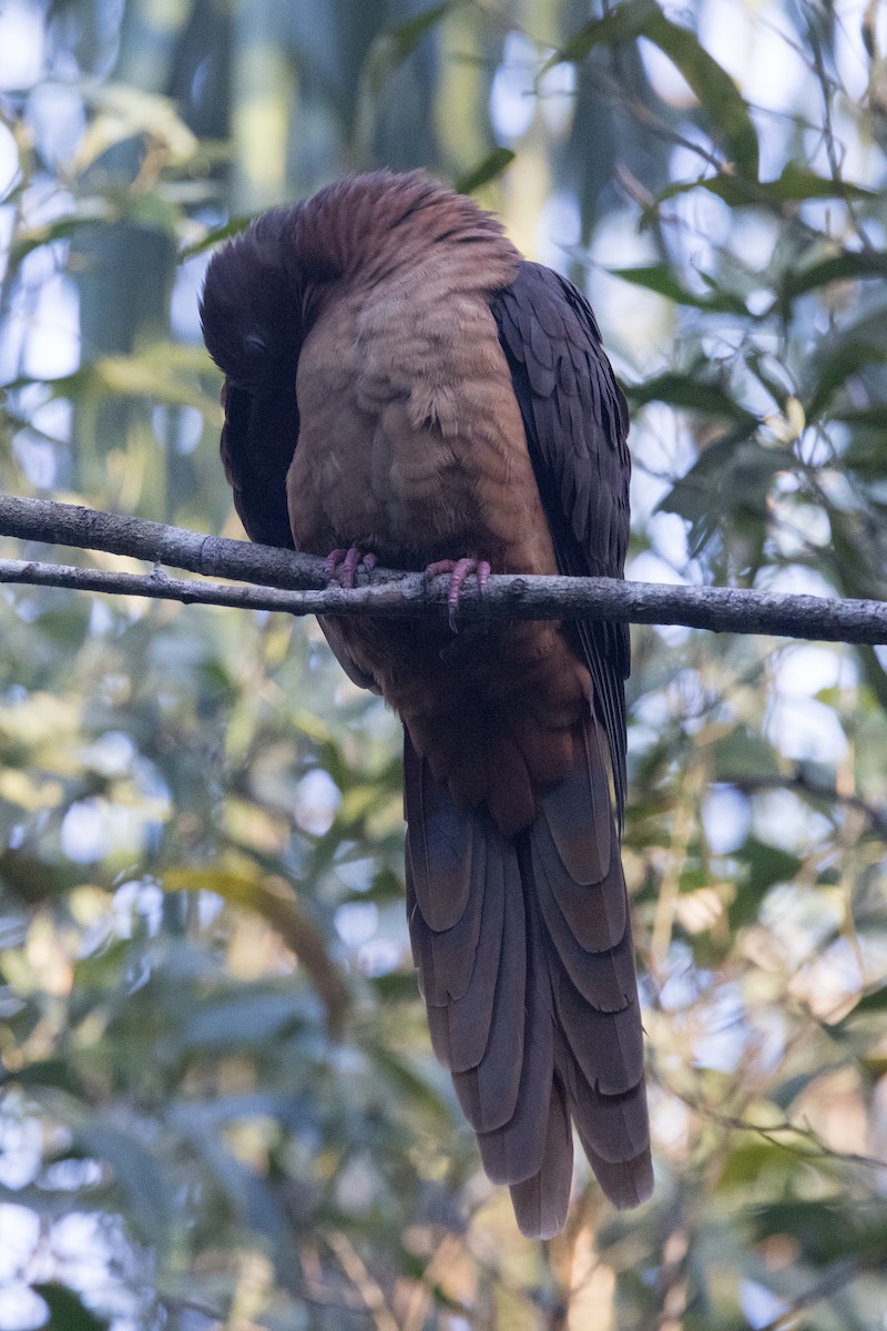 Brown Cuckoo-Dove - ML638248925
