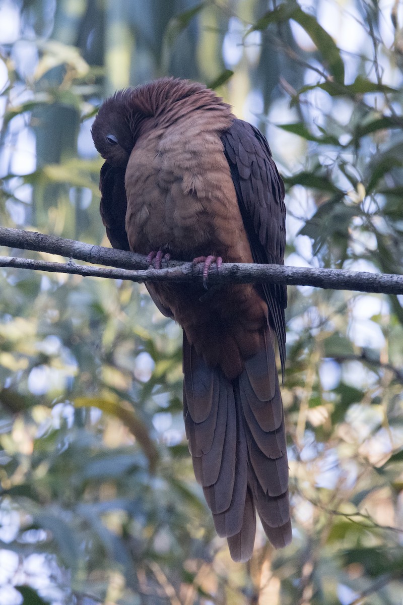 Brown Cuckoo-Dove - ML638248926