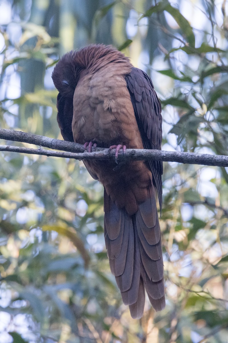 Brown Cuckoo-Dove - ML638248927