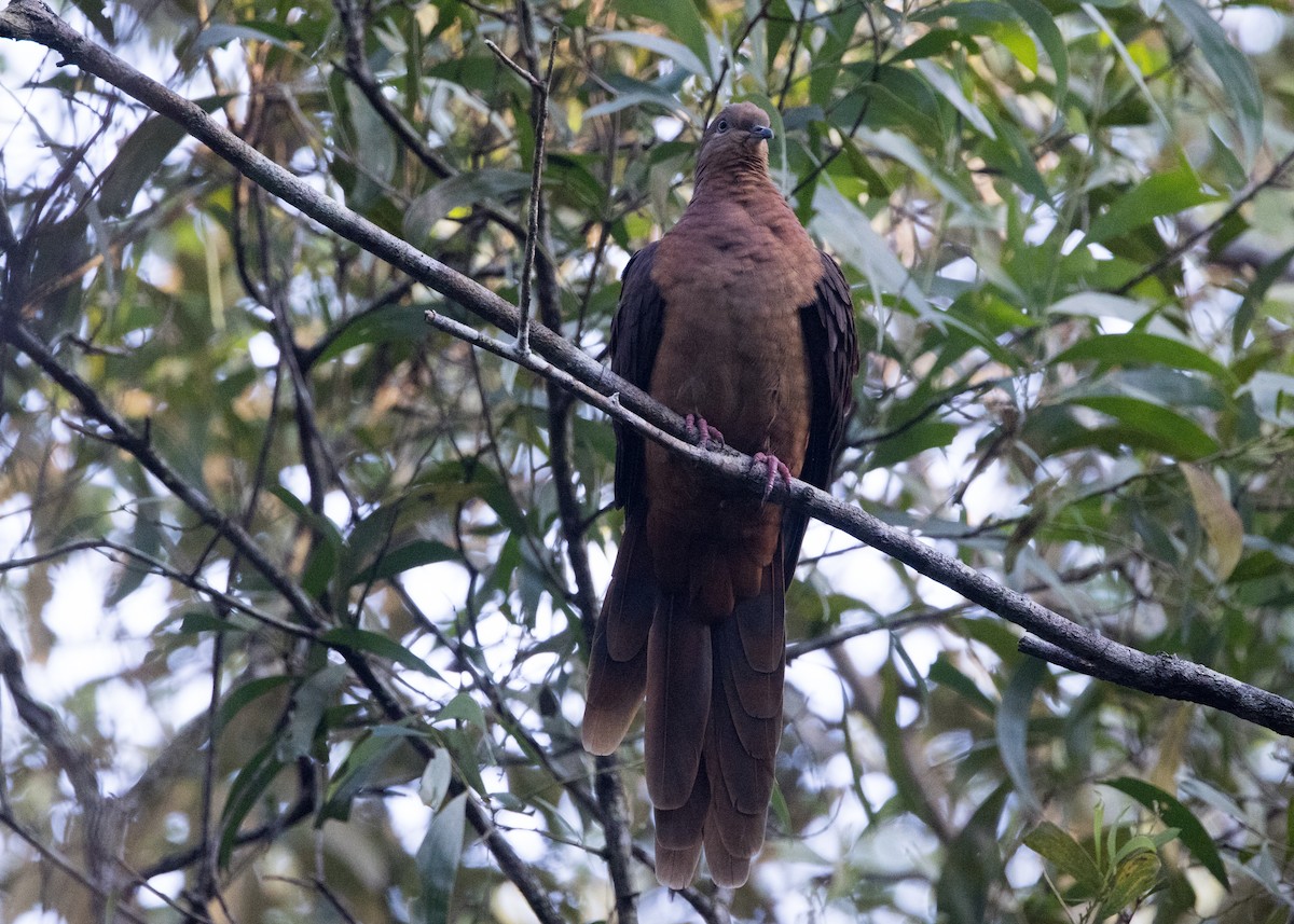 Brown Cuckoo-Dove - ML638248929