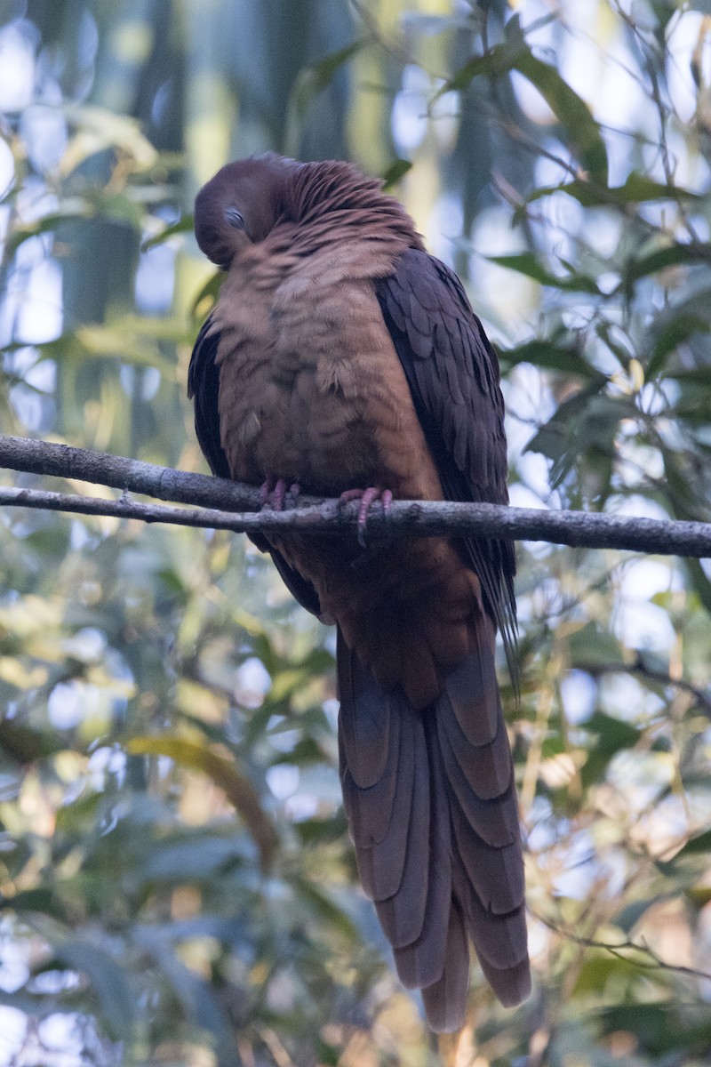 Brown Cuckoo-Dove - ML638248930