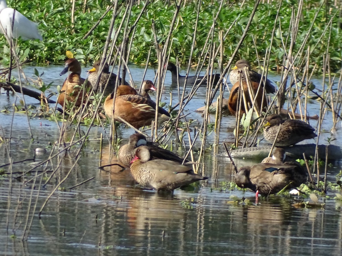 Yellow-billed Teal - ML638248935