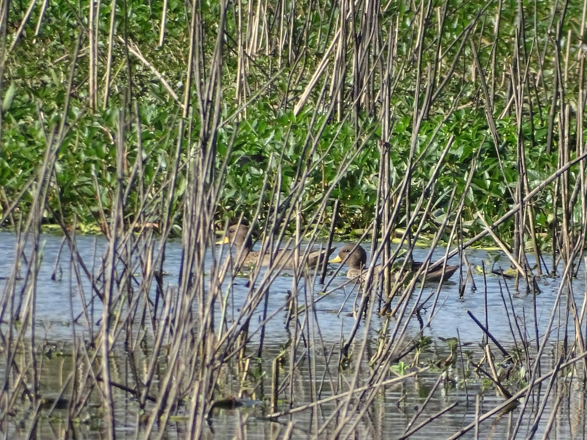 Yellow-billed Teal - ML638248937