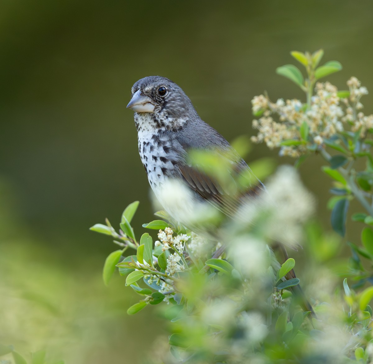 Fox Sparrow (Thick-billed) - ML638248945