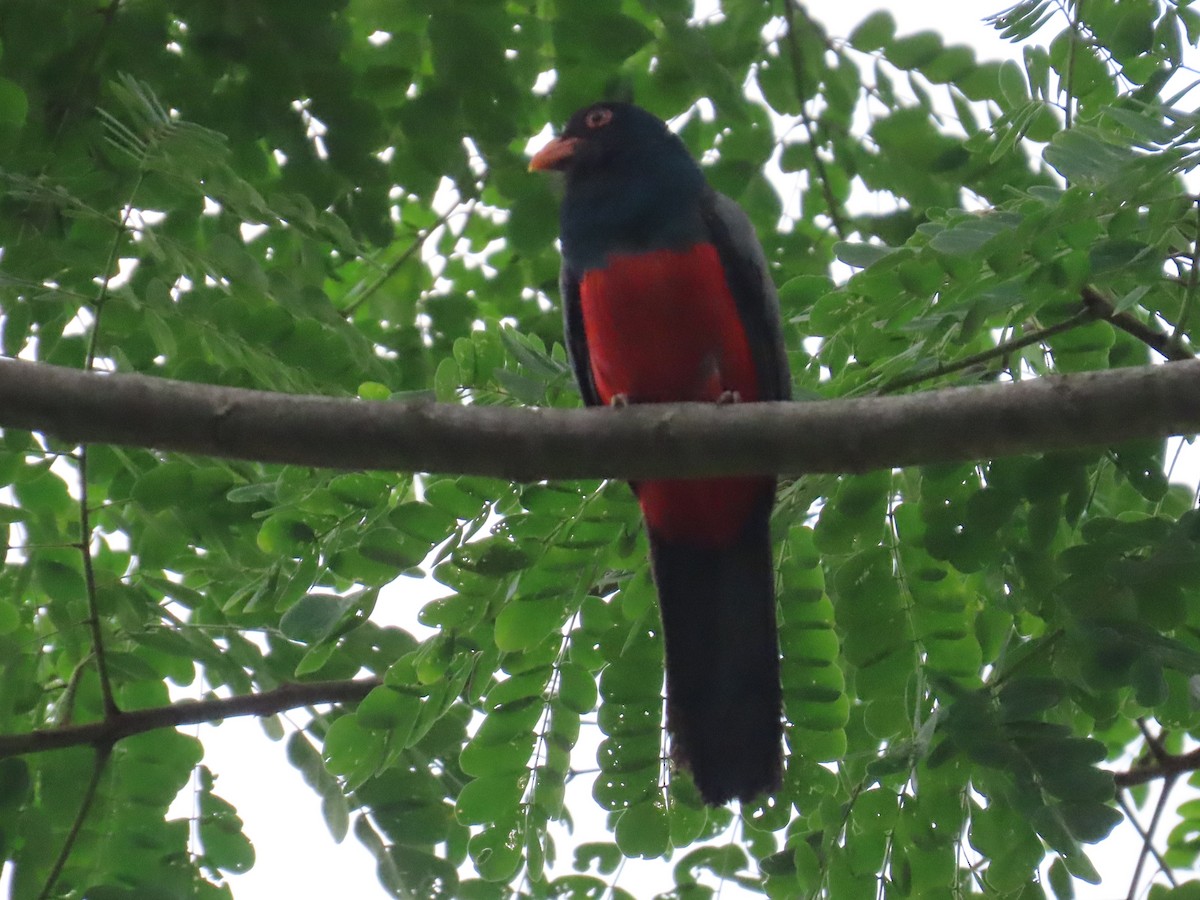 Slaty-tailed Trogon - ML638248946